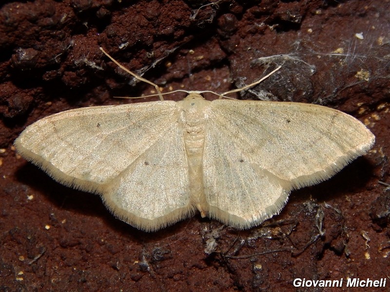 Noctuidae di stasera da confermare